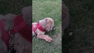 Pop gets a treat