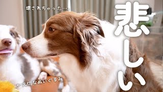 子犬に大切なぬいぐるみを壊されてしまい今にも泣き出しそうな先住犬が切ない・・・(泣)