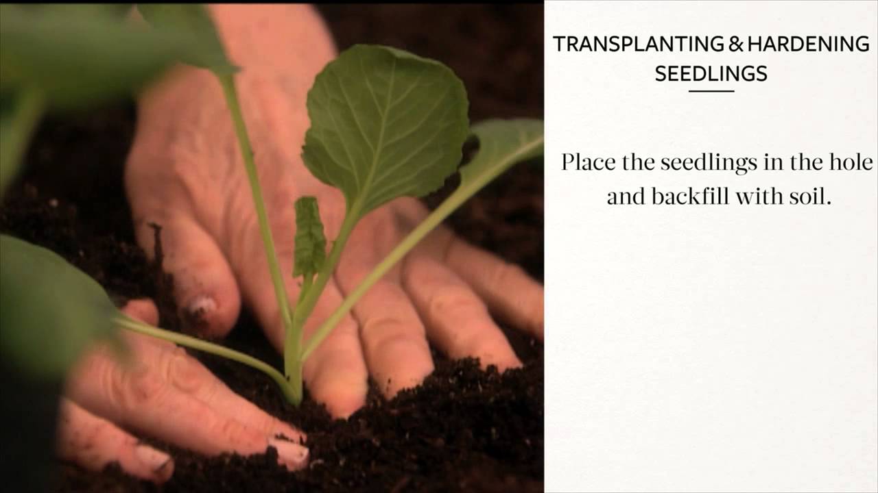 Good Things: Transplanting Seedlings