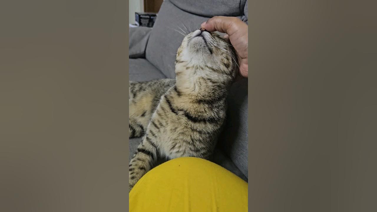 do-cats-like-when-you-touch-their-nose-cats-shorts-catshorts-youtube