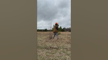 When you flush and shoot your shot #wirehairedpointinggriffon #germanshorthairedpointer