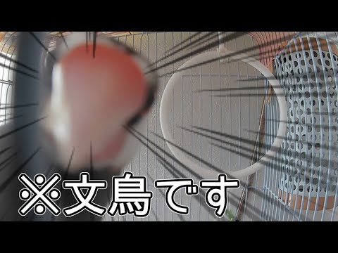【文鳥版】ひょっこりはん