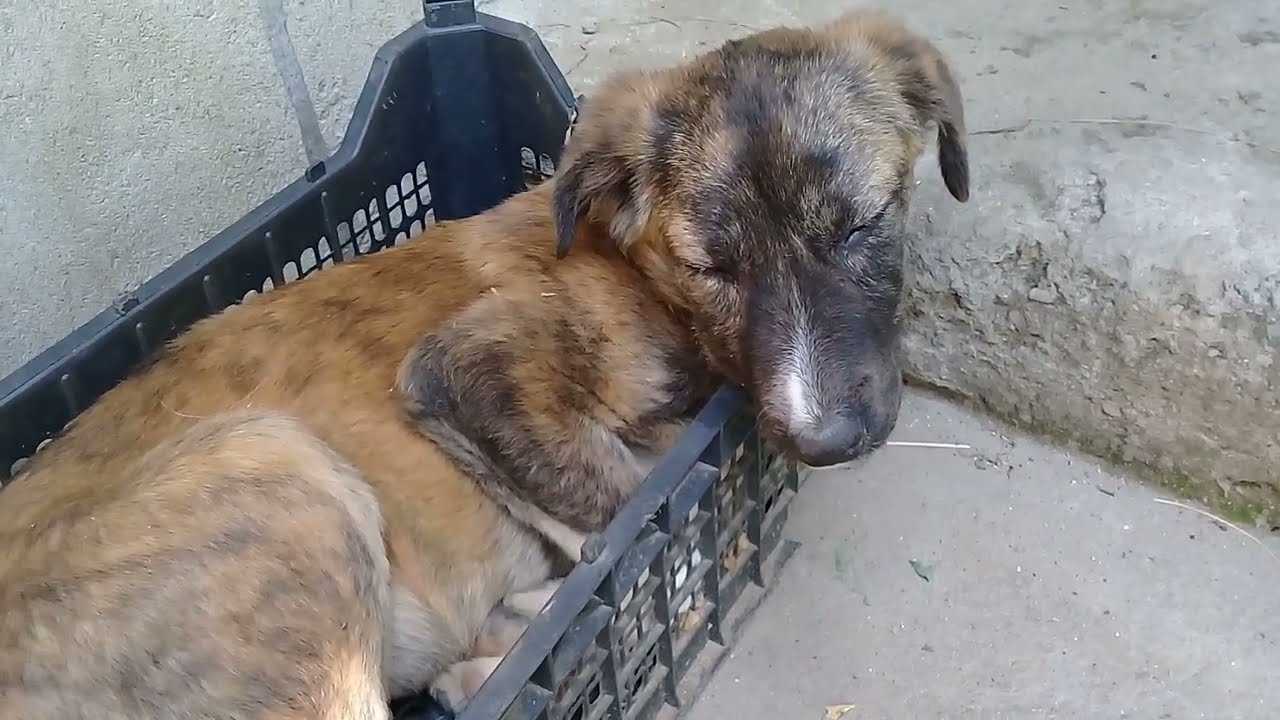 Brown Stray pup got sick today & not eating anything/Sunny day/Summers | Deja Wu 