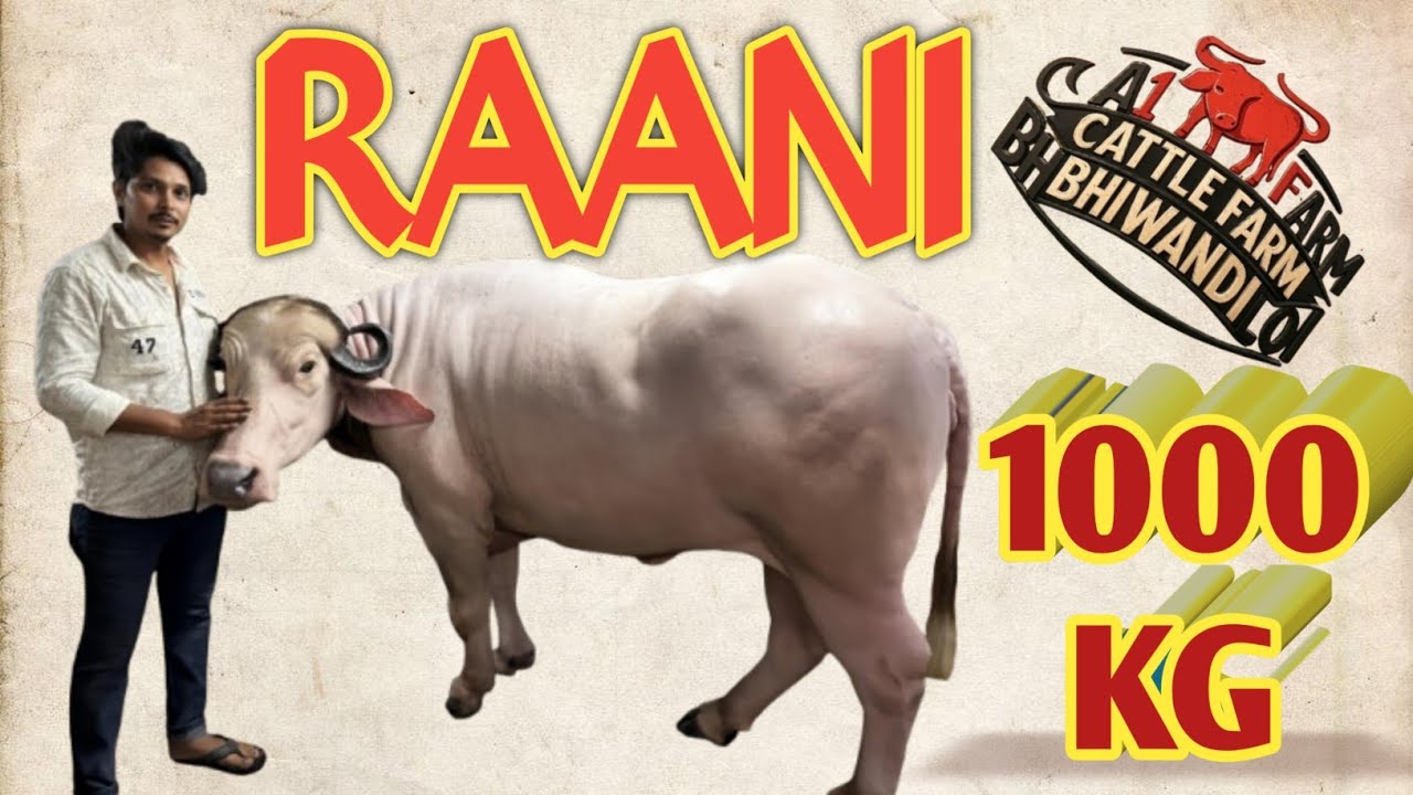 BHIWANDI KI RANI | A1 Cattle Farm | 