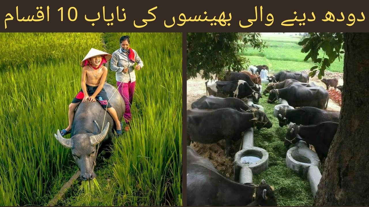 Top 10 Best Buffalo Breeds in the world