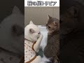 猫のおもしろ画像にツッコミどころ満載なアフレコしてみた＃434【トリビア】#shorts　#アフレコ #面白動画