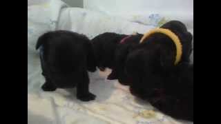 Elevage Ile Aux Chiens Chiot Yorkipoo