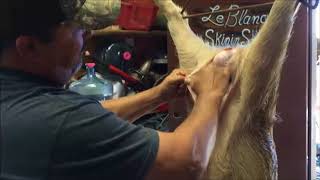 Skinning a Wild Hog with the Raptorazor Big Game Skinner