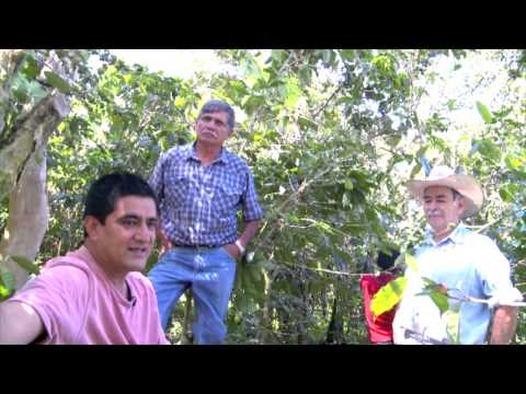 Mexican Coffee Company - From Bean to Cup - Documentary