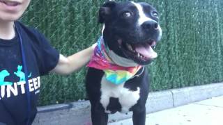 ARIES A1085232 3 y/o female STRAY