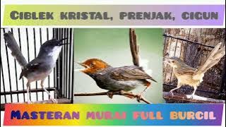 Masteran Tembakan Burcil || CIBLEK vs PRENJAK vs CIGUN