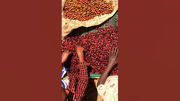 Guji Bule Hora Washing Station 2021 Part 1 Ethicoffee Ethiopiancoffee Guji Coffeelover Coffee 