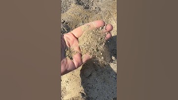 Longer video linked above this caption! #sand #chickencoop #chickens #backyardchickens