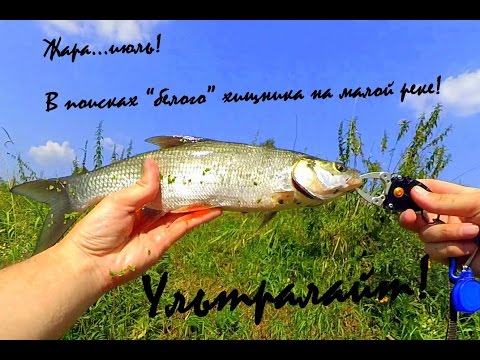 Жара...июль! В поисках "белого" хищника на малой реке!