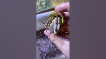 Ốc mượn hồn đổi màu hay mất màu | #ocmuonhon #hermitcrab