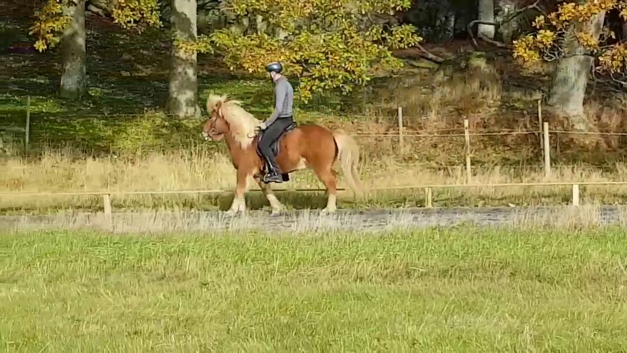 Ganti från Norrbacken skritt och tölt