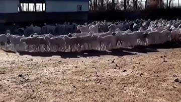 Strange ! Very strange behaviour! .Sheep’s walking around in a circle for days non stop 😳😳😳￼￼