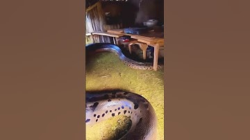 never go fishing and leave the back door open #snake #anaconda #snakevideo #amazonia #nightmare