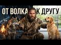 От волка к лучшему другу история длиной 15 000лет