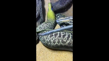 LIVE🔴-Diving under the sea to catch eels, crabs and sea cucumbers | P1