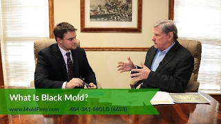 What Is Black Mold? | What You Should Know | Georgia Mold Lawyer | Toxic Mold Lawyers | Mold Firm