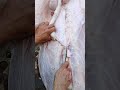 بطن عجل استخراج العفش ذبح العجول Shorts 