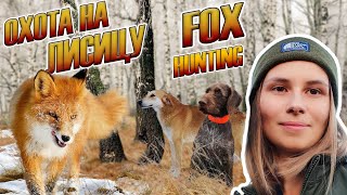 Охота на лисицу, охота с гончей, загонная охота, девушка охотник / fox hunting, girl hunter