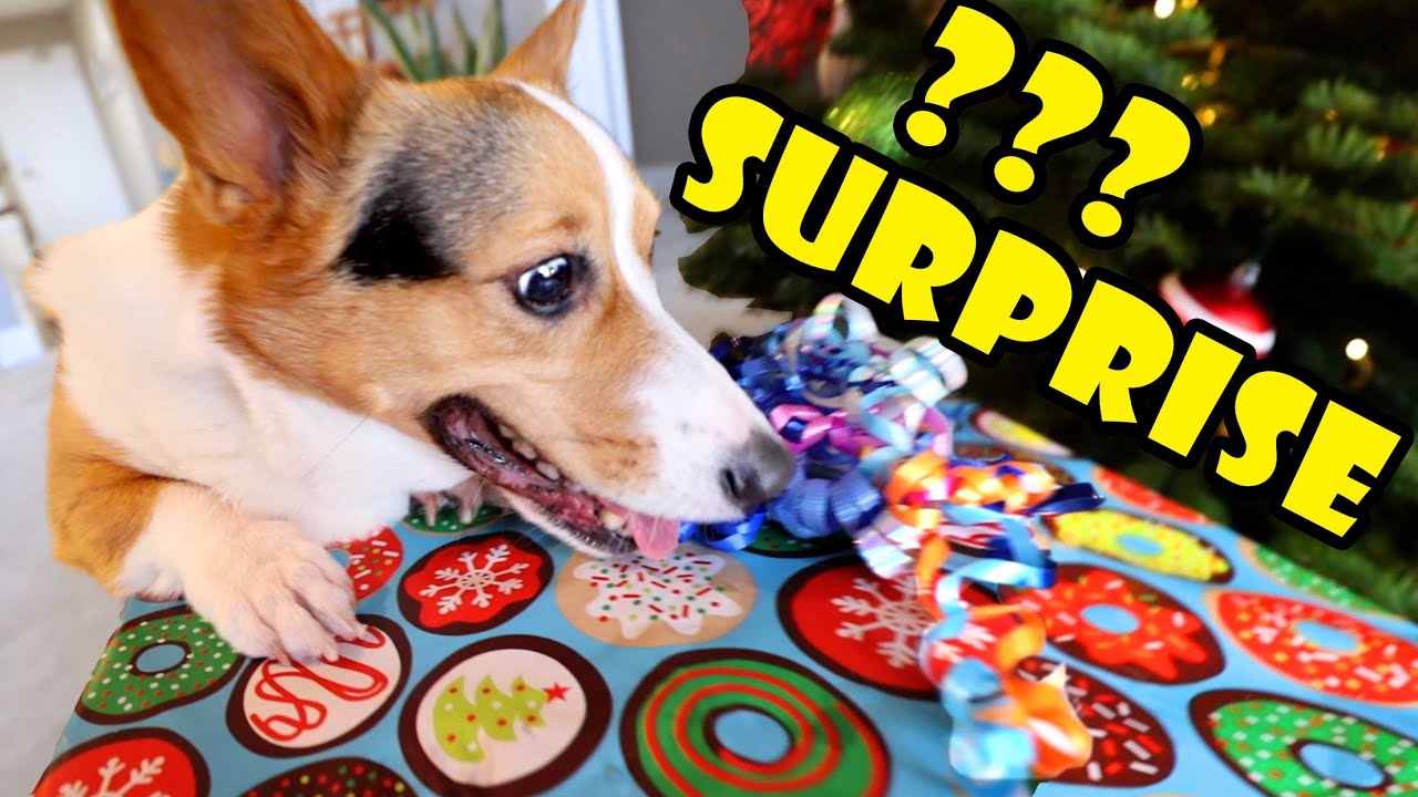 Overwhelming My CORGI w/50+ Xmas Gifts || Life After College: Ep. 662