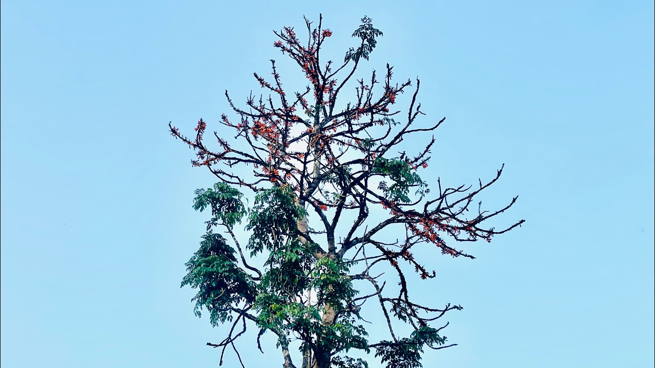 Hoa Rơi Cuối Chiều - Ký Ức Ùa Về#doanvanbau #xuanlambohanhlao#xuantrungpham #namkhumcoop 