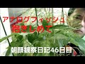 【アナログフィッシュ】ザッキーの朝顔観察日記。46日目「抱きしめて」【ブーメラン学園】