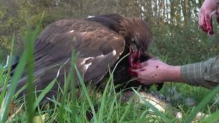 Trading Golden Eagle | Sako off his catch by Bull-X TV 6,487 views 1 year ago 3 minutes, 32 seconds