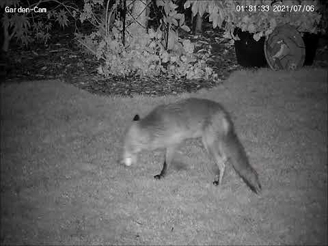 Fox and the chicken eggs 