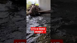 #youtubeshorts #youtuber #fishing #рекомендации #рек #рыбалка #врек #врекомендации