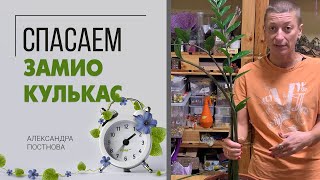 Спасаем замиокулькас. Когда что-то пошло не так, можно обратиться за помощью и она придет.