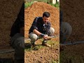 la #biodiversitÃ  risente del #pirodiserbo nell'#orto? #mattthefarmer #faidate