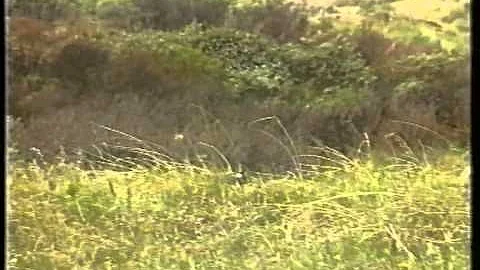 28905 Grasduinen met Edwin - Katwijk, Valkenburg 1991 - lokale omroep VLOK TV