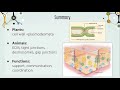 Extracellular Structures &amp; Cell Junctions | The Cell (Ep. 8)