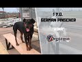 GERMAN PINSCHER / DOG TRAINING の動画、YouTube動画。