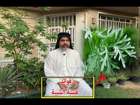 فوائد عشبة الشيبة قناة بيت الداء