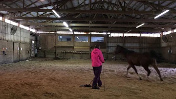 "Leo" first steps of lunging