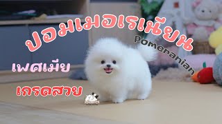 ปอมเมอเรเนียนแท้ามด#ปอม #ขายปอม #ปอมเมอเรเนียน #pomeranian #pomeranianpage #pomeranianpuppy #ปอม