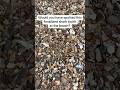 Shark Tooth Fossil Hunting