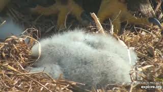 Decorah Eagles North little tiny talons 04 10 2020