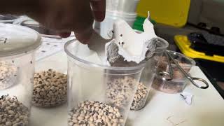 Breeding Bean Beetles (Fruit Fly Substitute) by Asimo 716 views 9 months ago 9 minutes, 3 seconds