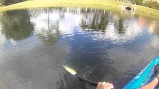 Big Florida Soft Shell Turtle Comes to see what I'm catching