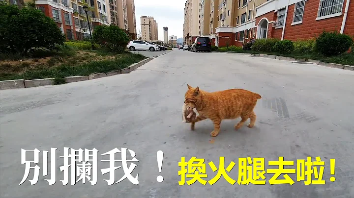 流浪猫妈妈叼着刚出生的小猫去商店换火腿肠吃 - 天天要闻