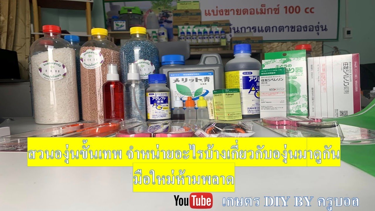 สวนองุ่นขั้นเทพ จำหน่ายอะไรบ้างเกี่ยวกับองุ่น มาดูกัน มือใหม่ห้ามพลาด #สเตร็ปโตรมายซิน #cppu #จิ๊บ