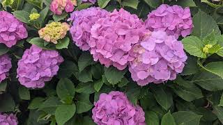 静かなピンク紫陽花と優しいピアノ - Hope By Denis Pavlov