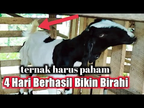 cara jitu membuat kambing cepat birahi || auto Langsung minta