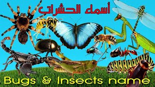 أسماء وأصوات الحشرات باللغة العربية و الانجليزية name of insects bugs in english and arabic